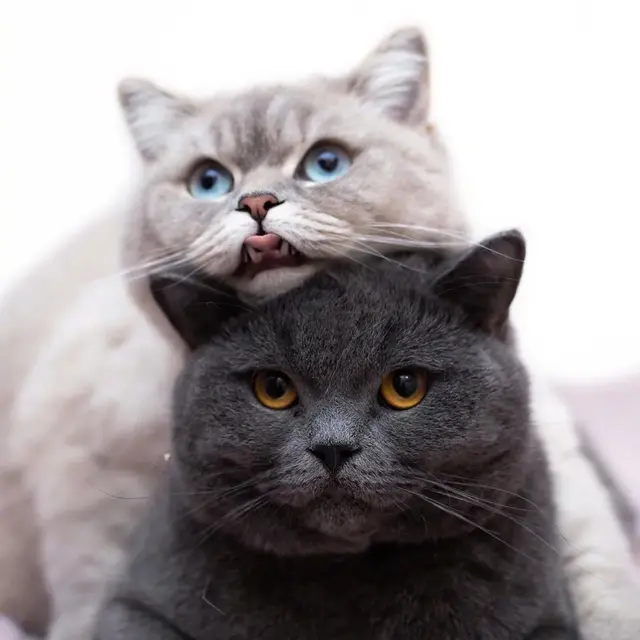 猫咪狗狗头像微信，猫咪狗狗头像（超可爱猫咪狗狗头像）