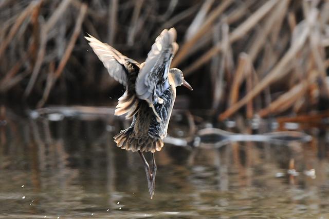 水鸡是什么，水鸡是什么车（西方秧鸡、叽咋柳莺......）