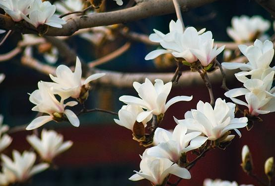 盆栽白玉花怎么养，盆栽白玉兰花的养殖方法（叶片四季常绿、开花讨喜）