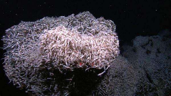 深海有什么奇特的生物，深海有什么奇特的生物吗（人类对深海探索到什么程度了）