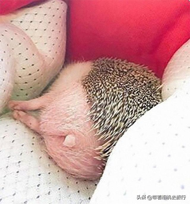 养宠物小刺猬要注意以下几点！，宠物刺猬寿命（只因为它们睡觉的样子太萌了）