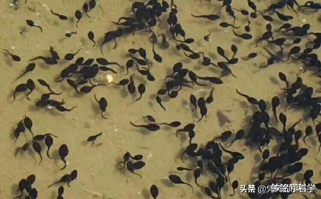 两栖动物的定义，自然界为什么没有三栖动物