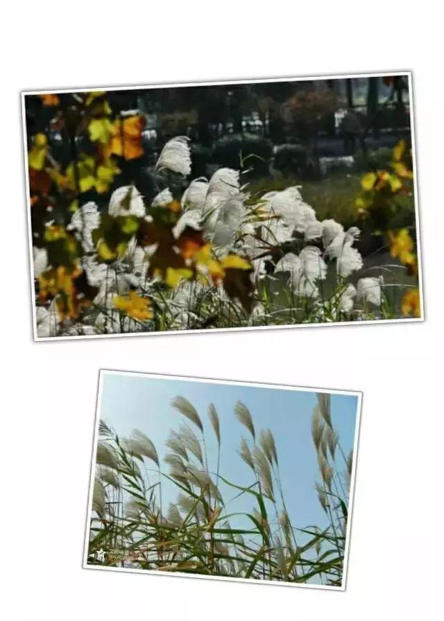 荻花的花语，荻花的花语是什么（草木人间*诗意荻花）