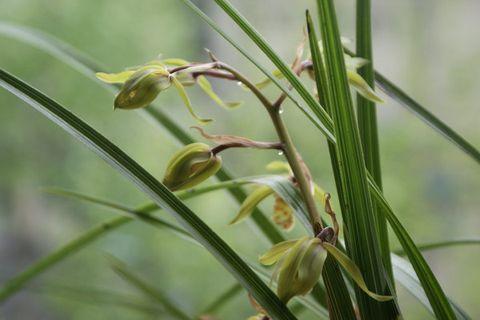 最有意境的兰花，写兰花最容易被忽略的经典词作