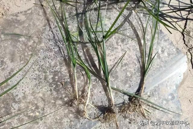 关于香附子介绍，香附子是香附（这草是世界十大恶性杂草之首）