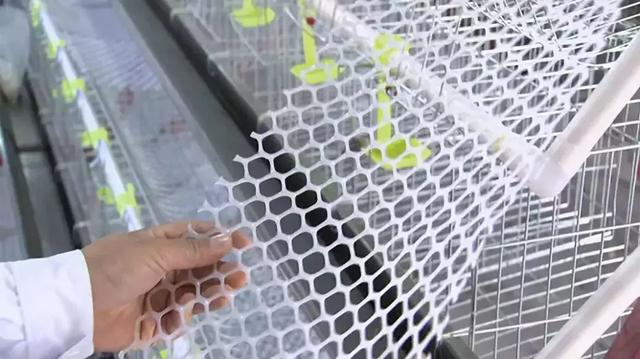 蛋笼的编织法大全图解,蛋笼的编法教程(鸡笼变“金窝”:年入百万元) 蛋笼的编织法大全图解,蛋笼的编法教程(鸡笼变“金窝”:年入百万元)