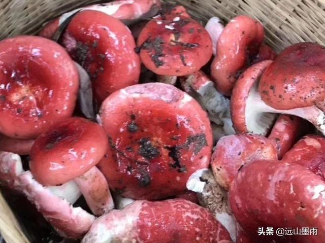怎样识别真假大红菌，怎样识别真假大红菌图片（进入云南野生菌飘香的季节了）