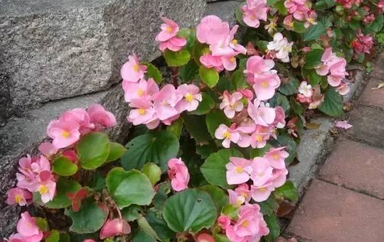 大叶海棠花适合养吗，大叶海棠花适合养吗，怎么养（室内盆栽花想四季观赏）