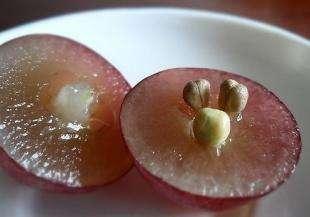 树葡萄的皮可以吃吗，树葡萄要去皮吃吗（经常吃葡萄皮可以抗氧化、抗衰老）