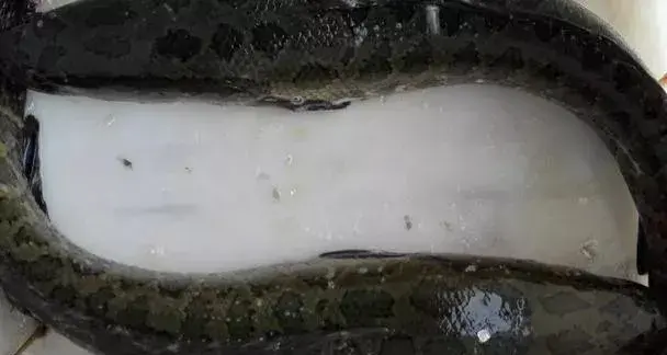 黑鱼怎么养，黑鱼怎么养在鱼缸（黑鱼养殖的过程是什么）