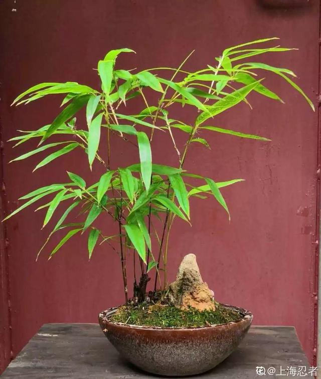 枸杞根的功效与作用，枸杞根的作用与功效（明年呼呼长成小盆栽）