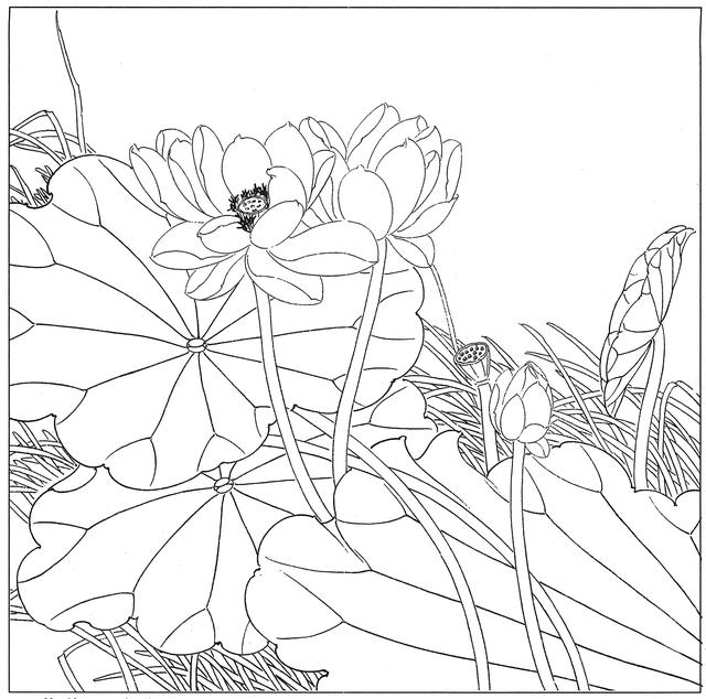 工笔荷花白描，高清工笔荷花白描 110幅