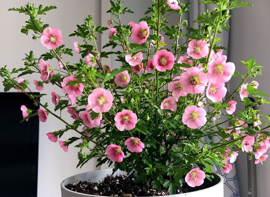 请问一下小木槿的种植方法，盆栽小木槿的养殖方法（养\