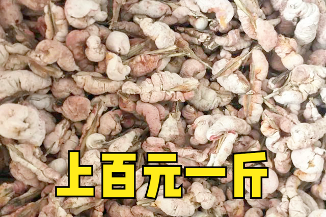 竹黄的功效与作用，竹黄的功效与作用图片（过去老人说有毒不能吃）