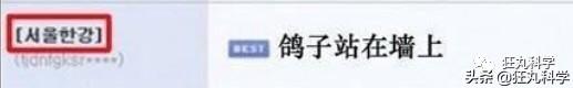 鸽子为什么这么大，鸽子为什么那么大是什么梗（鸽子为什么可以和人一样大）