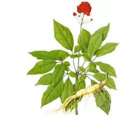 花旗参的功效，花旗参的功效与作用适合哪些人（西洋参有什么功效）