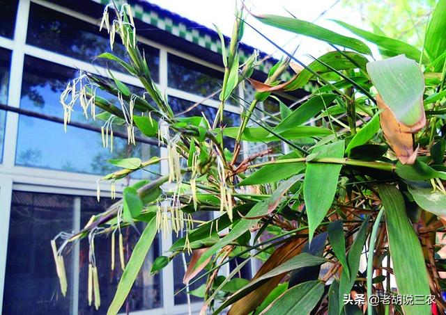家里的竹子开花说明什么 风水怎么样，家里的竹子开花说明什么（农村俗语：“竹子开花）
