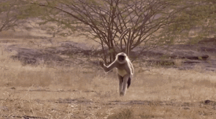 哺乳动物有哪些，世界上哺乳类动物有哪些（哺乳类动物和图片）