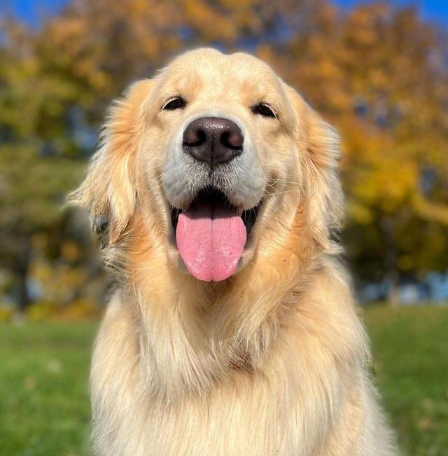 金毛幼犬吃什么，金毛幼犬吃什么蔬菜（金毛喂什么食物）