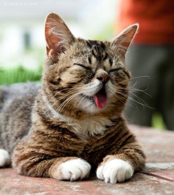 猫一直吐舌头后面死了(猫咪吐一小截舌头)