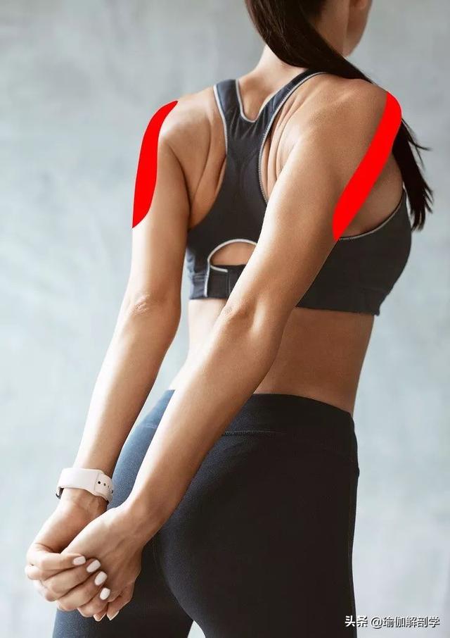 三角肌拉伸方法，三角肌的锻炼方法和拉伸方法（“肩颈疼痛”这样练就对了）