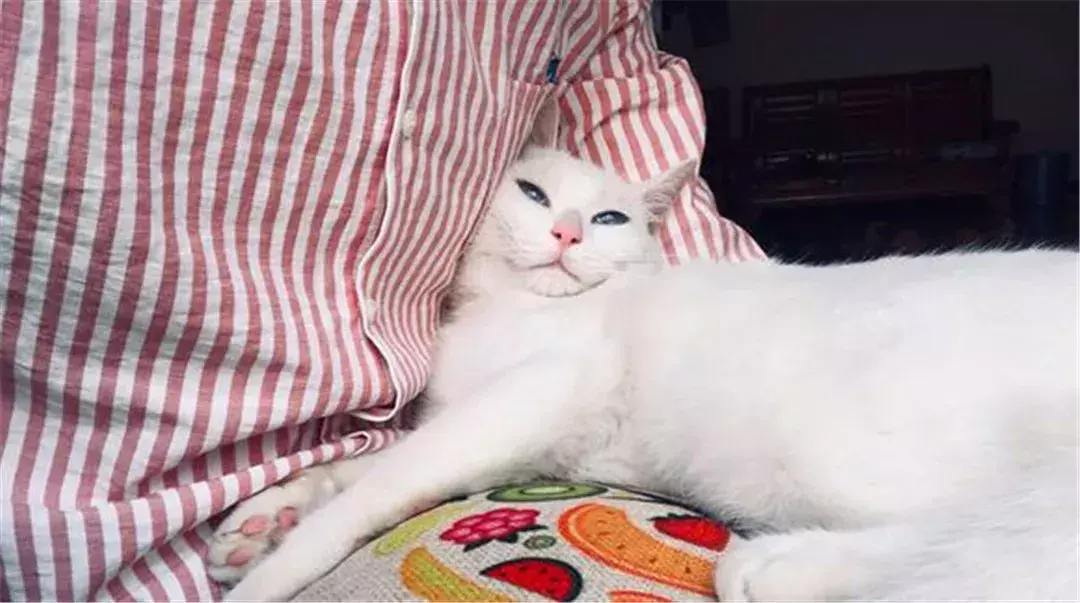 猫绝育后注意事项，猫咪绝育之后需要注意哪些（猫咪绝育后状态不佳）