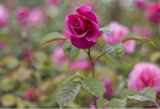 如何扦插玫瑰花，如何扦插玫瑰花苗（玫瑰花枝怎么插容易活）