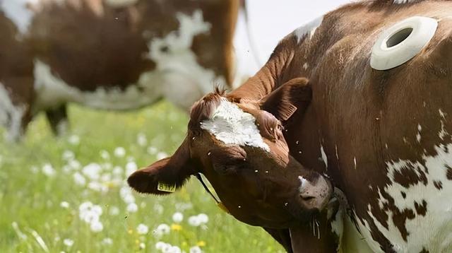 牛真正的胃是什么叫什么，牛有几个胃分别是什么（了解牛胃的具体构成）