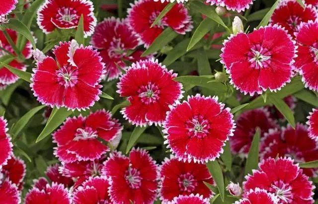 观音莲的花语，观音菩萨与莲花的寓意（守护你的小幸福）