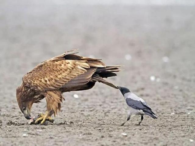 扶老携幼的动物，扶老携幼打一动物（乌鸦干过的事可不止薅毛）