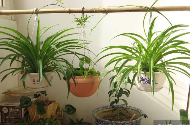 吊兰可以晒太阳吗，吊兰要不要晒太阳（春天养吊兰是“多”晒太阳好）