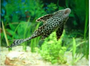 清道夫什么意思，清道夫是什么意思（为什么我们要研究鱼缸应该养几条鱼）