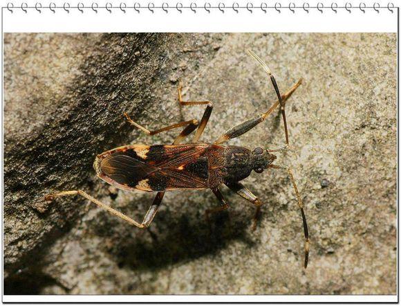 中华婪步甲怎么会在家里出现,中华婪步甲会在家里繁殖吗(净享生活,常