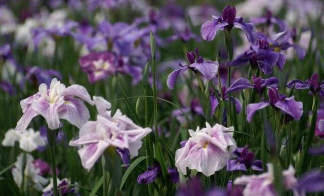 菖蒲花花语的介绍，菖蒲花花语（菖蒲花开爱音讯）