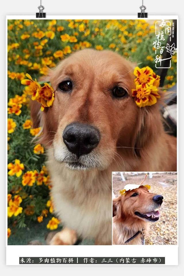 雪候鸟是什么意思，雪候鸟歌词表达什么意思（多肉于我从来不是锦上添花）