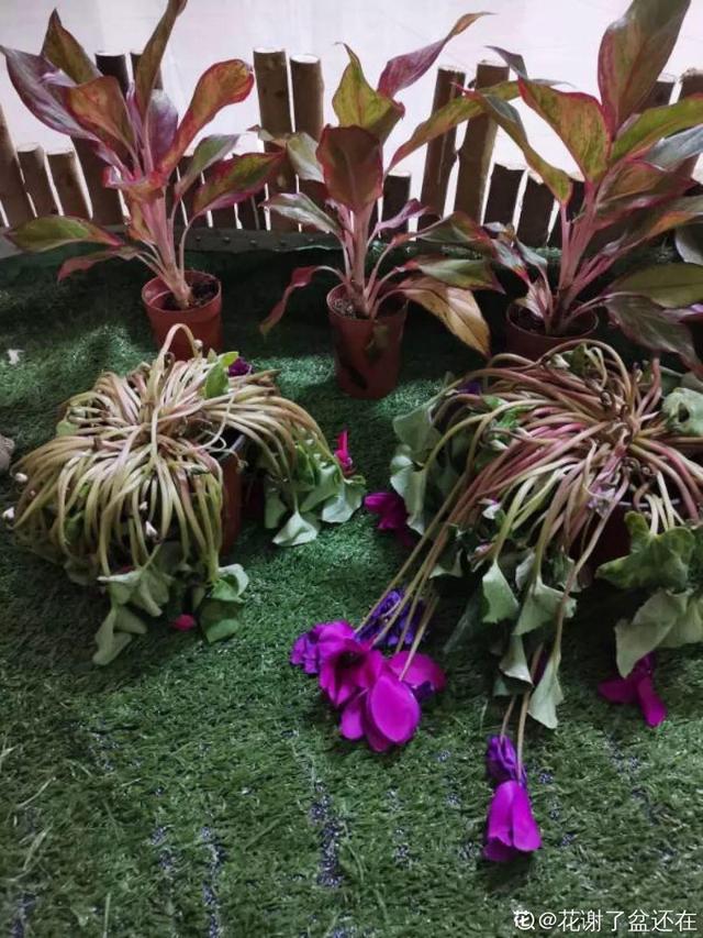 杜鹃花掉叶子的原因和解决办法详情介绍，杜鹃花掉叶子严重咋办（到底是哪出问题了）