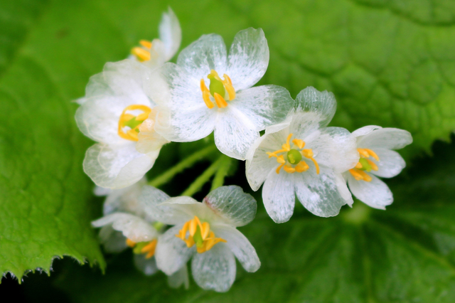 世中逢尔雨中逢花网名，世中逢尔雨中逢花微信昵称（一淋雨就变成透明水晶）