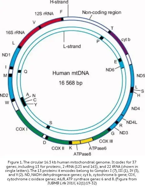 原核生物和真核生物的区别，和生命有关的3个基本问题