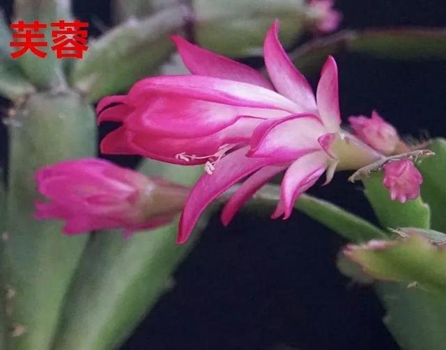 蟹爪兰图片，蟹爪兰你不知道的品种（蟹爪兰支架图片大全）