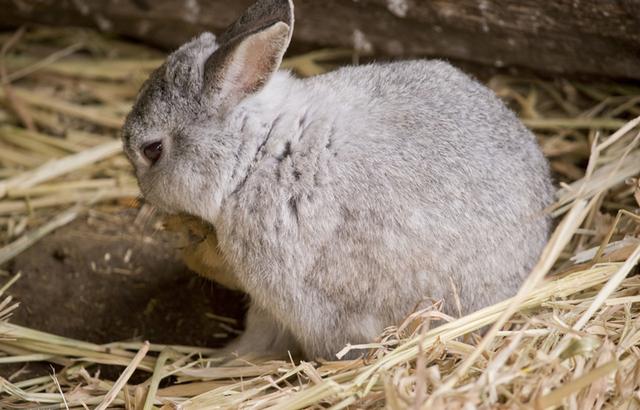 幼兔的喂养方法，肉兔幼兔饲养方法（幼兔饲养管理要点）