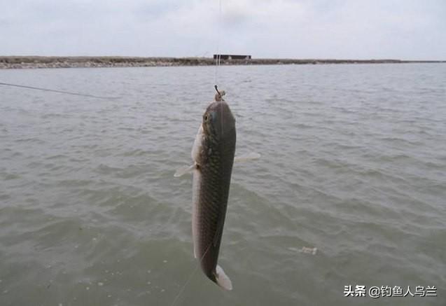 钓梭鱼的绝招（专攻梭鱼的独特钓法）