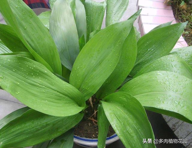 如何养蜘蛛呢，怎么样养蜘蛛（蜘蛛抱蛋好玩又好养的植物）