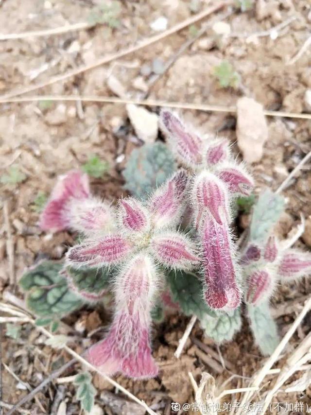 春天的花有什么，春天的花有几种分别是什么（40种小野花）