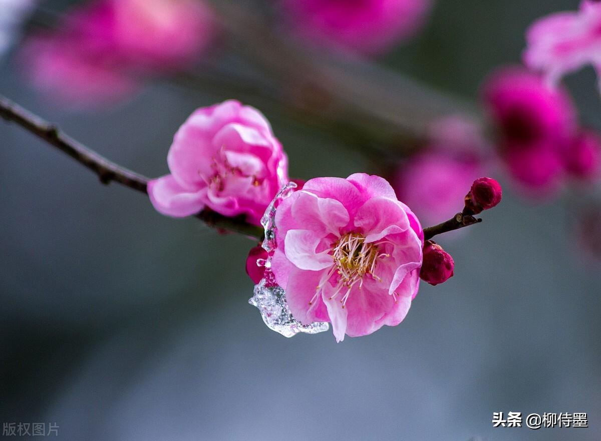 梅花的样子像什么图片