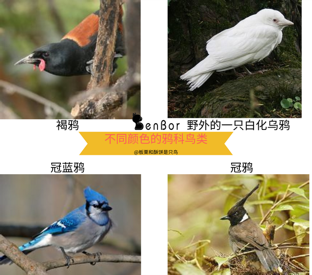 乌鸦为什么是黑的，乌鸦为什么是黑的是中国第一部（天下乌鸦可不是一般黑）