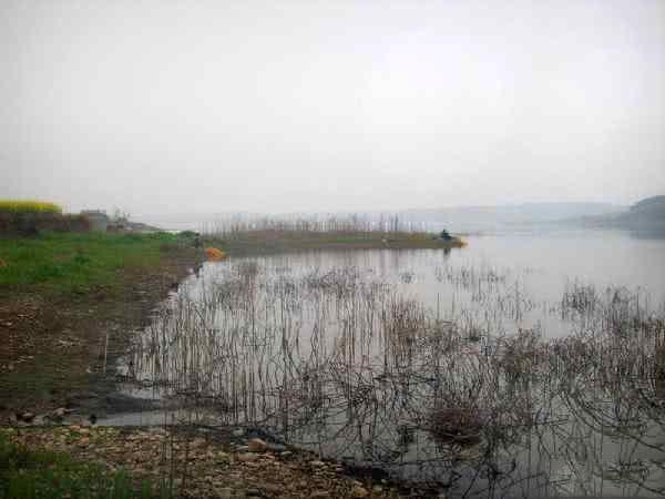 7种常见的鲫鱼品种，最好的鲫鱼是什么品种（这种头短体肥的白鲫）