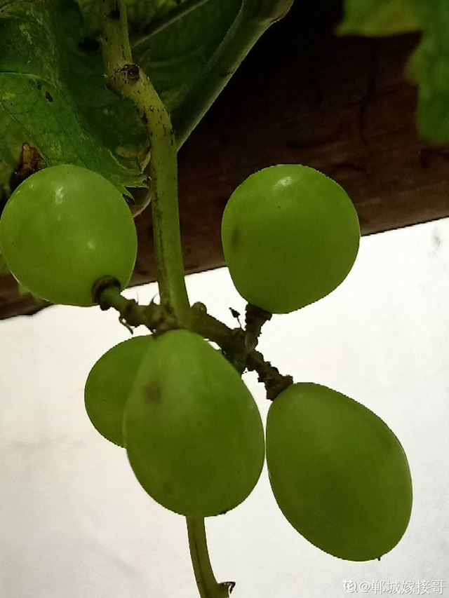 葡萄的种植方法和技术，巨峰葡萄种植技术及种植注意事项（葡萄不爬藤也能长）