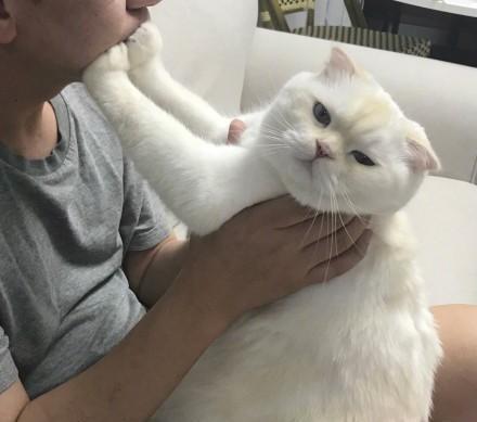 猫咪讨厌你的表现，猫咪讨厌你的五个表现（猫咪出现这6种“现象”）
