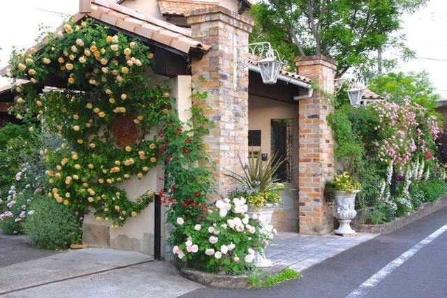 月季花品种，十大经典品种（凭一己之力撑起了整个花园的颜值）