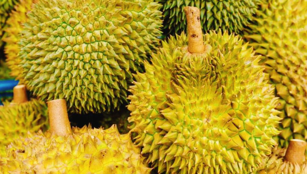 图片[5]-选榴莲技巧 只需看这5点 轻松选出皮薄肉厚 又香又甜的榴莲-起舞食谱网